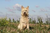 BOUVIER DES ARDENNES 217